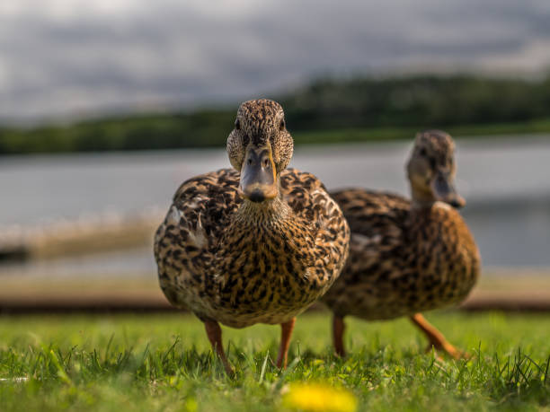 Portrait of two ducks