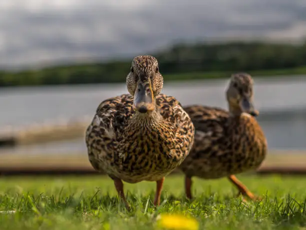 Photo of Portrait of two ducks