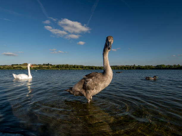 istock Young swan standing above water 1346619750