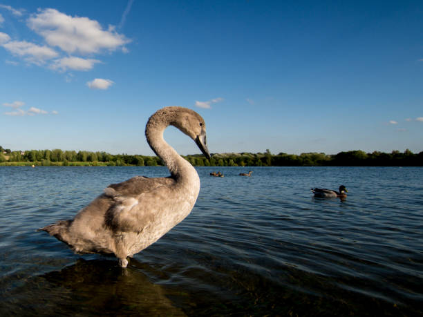 Side portrait of young swan