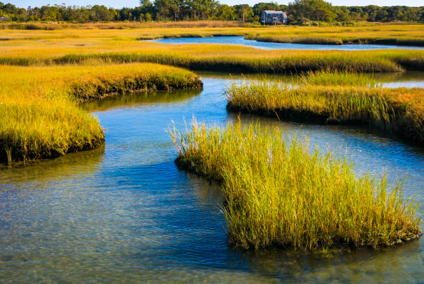 istock Salt Marsh Autumn Color 1346619758