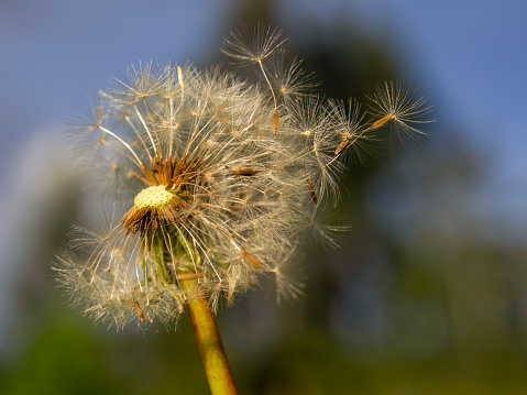 Macro photography of a dandelion seed head at sunset, captured in a field near the town of Villa de Leyva in central Colombia.