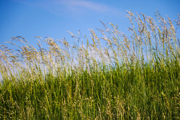 istock Background with grass against a sunny blue sky, selective soft focus. 1346621782