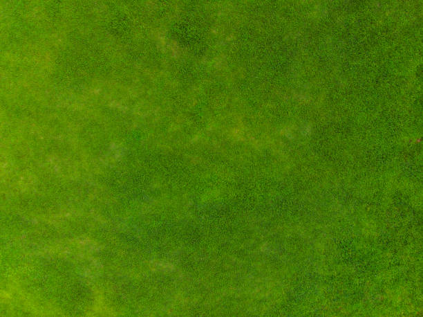 istock Top view of park, Natural grass texture 1346622750