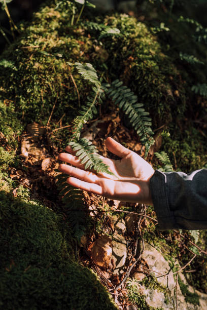 istock An Anonymous Woman Touching Plants in the Forest 1346623714