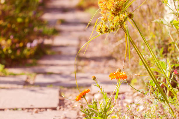istock Garden path bordered with marigolds and wildflowers 1346631415