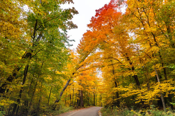 istock Fall colors at Pathfinder Island and Source Lake, Algonquin Provincial Park, Canada 1346633217