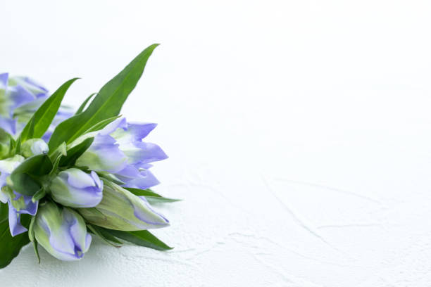 Fairy tale like Muscari Azureum on a white background. The flowers are opened and have blue ombré shades from light blue to dark blue.\n\nLegend has it the origin of hyacinth, the highly fragrant, bell-shaped flower, can be traced back to a young Greek boy named Hyakinthos. \n\nSymbolizes sport or play in the language of flowers, hyacinth represent constancy, while blue hyacinth expresses sincerity.\n\nA good image to be used in web banners