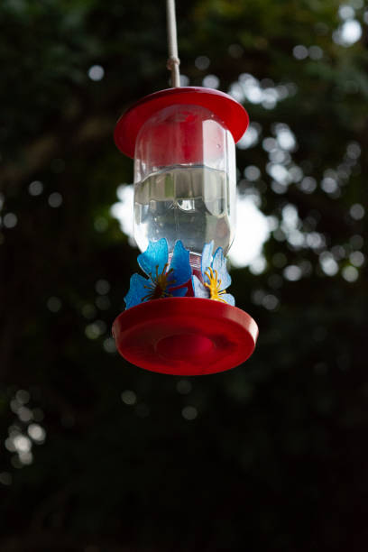 istock Drinking fountain for hummingbirds 1346633438