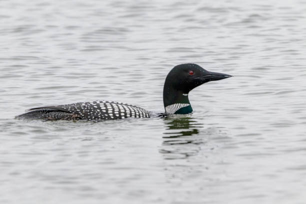 istock common loon swimming in water 1346635011