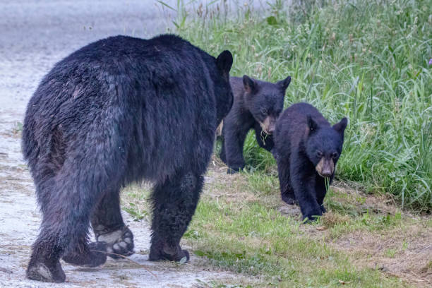 istock adult black bear and two black bear cubs in a forest 1346635044