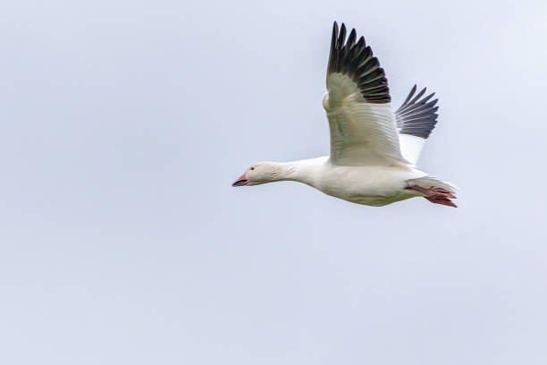istock snow goose flying in the sky 1346635082
