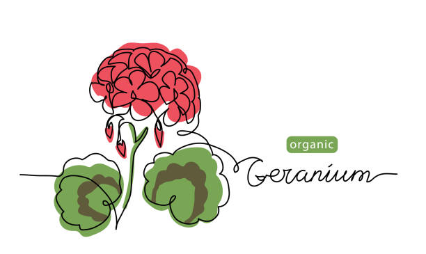 ilustraciones, imágenes clip art, dibujos animados e iconos de stock de geranio, flor de pelargonio dibujo de arte de una línea. ilustración de línea vectorial simple con letras de geranio orgánico - geranium flower pink leaf