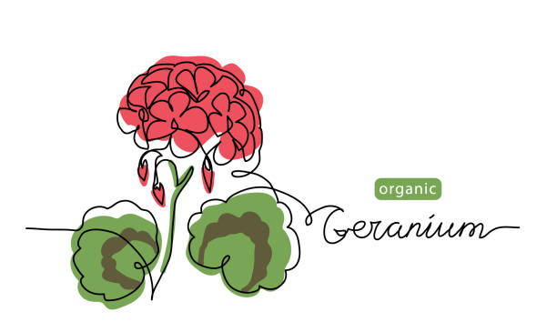 ilustrações de stock, clip art, desenhos animados e ícones de geranium, pelargonium flower one line art drawing. simple vector line illustration with lettering organic geranium - geranium