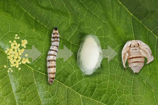 Silk moth silkworm life cycle important stages The important stages in the life cycle of the domestic silk moth silkworm (Bombyx mori) on a mulberry leaf isolate on white background. No people. Copy space larva photos stock pictures, royalty-free photos & images