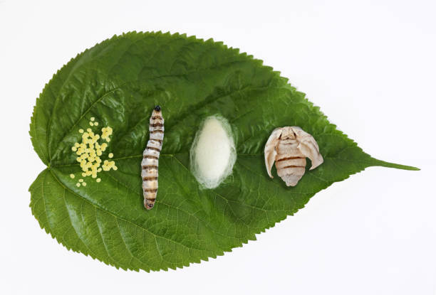 istock Silk moth silkworm life cycle important stages 1346640814