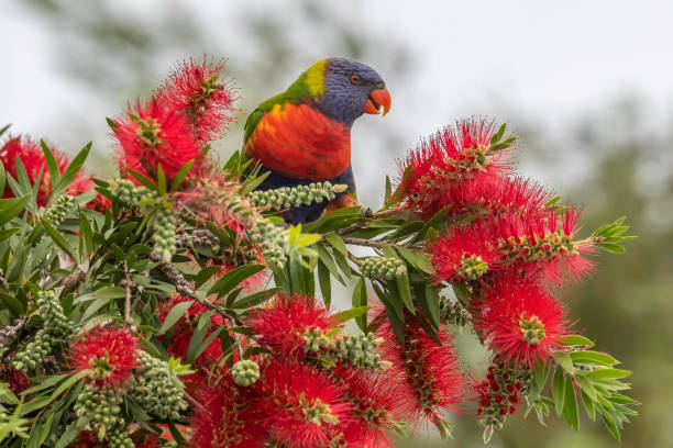 istock Rainbow Lorikeet and the bottlebrush flowers 1346640864