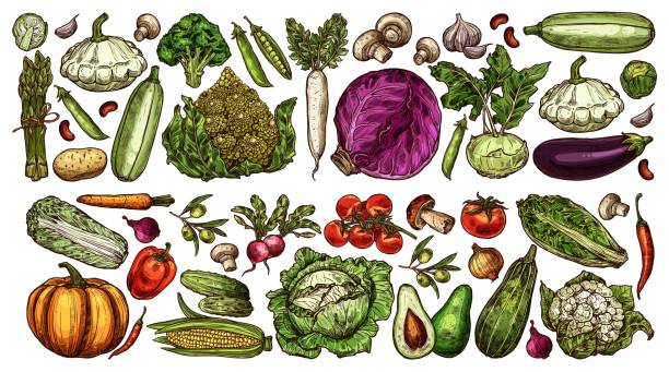 ilustrações, clipart, desenhos animados e ícones de fazenda desenhada à mão e jardim vegetais maduros conjunto - turnip