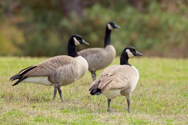 istock Three geese on the grass in a park. 1346645712
