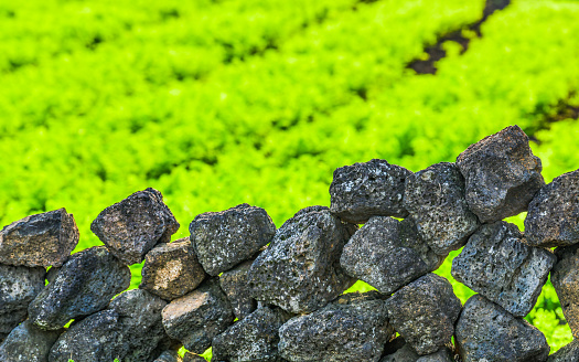 Stone wall of basalt rocks in Jeju Island to protect fields from strong wind