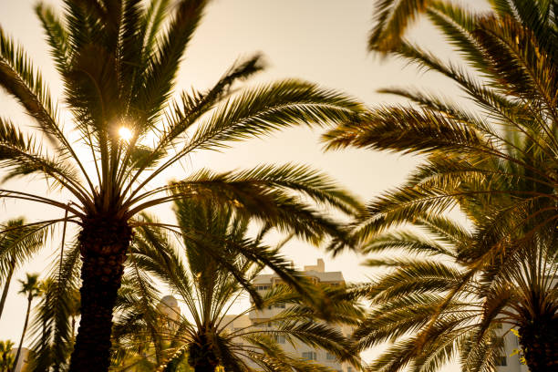 30 second long exposure of palm trees at sunset