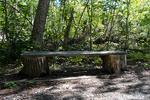 An improvised wooden bench on wooden stumps in the park, against the background of a green forest. Selective focus.