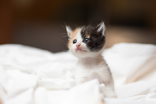 A 1 month old kitten on soft white material and out of focus background.