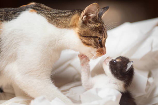 amor maternal - lindo gatito recién nacido se besa con la madre gato - kitten newborn animal domestic cat feline fotografías e imágenes de stock