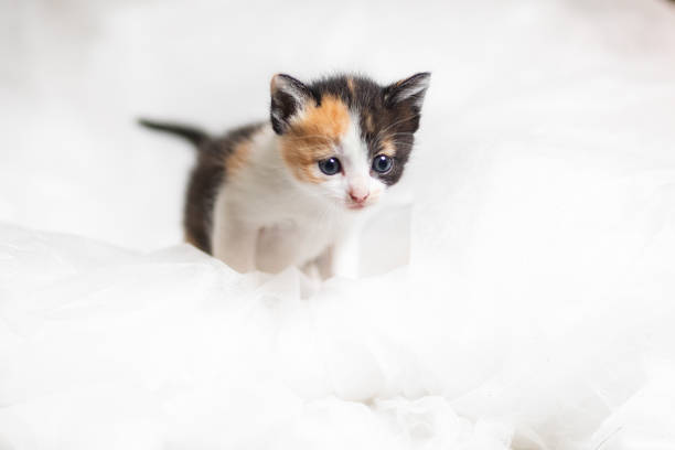 A 1 month old kitten on soft white material background.