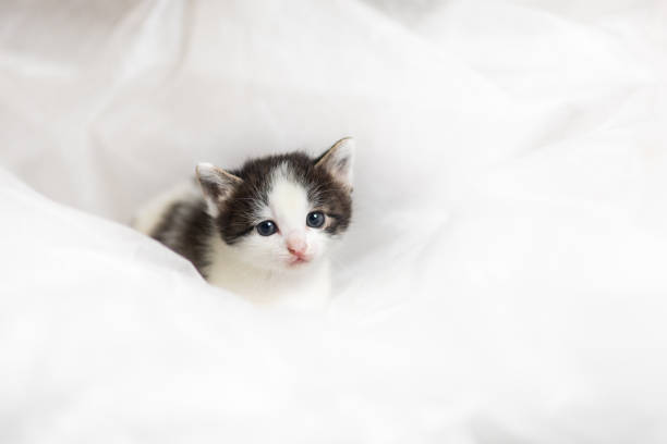 A 1 month old kitten on soft white material background.