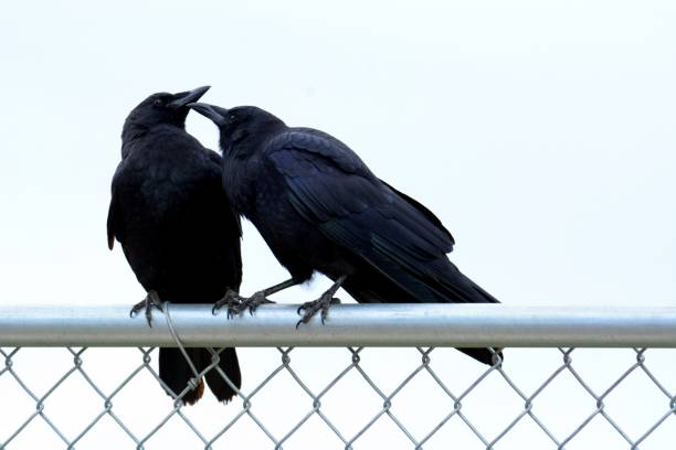 istock One crow bird grooming another crow 1346648781