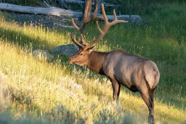istock Bull Elk During the Evening Golden Hour 1346648882