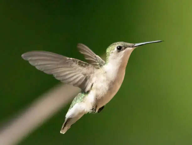 Hummingbird observing its surroundings before stopping to feed.