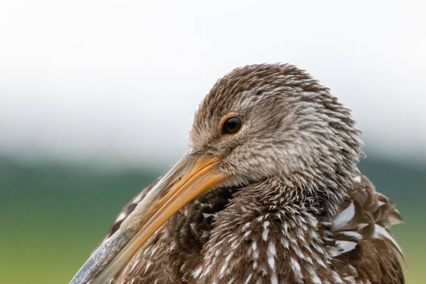 istock Close-up of a Limpkin 1346648953