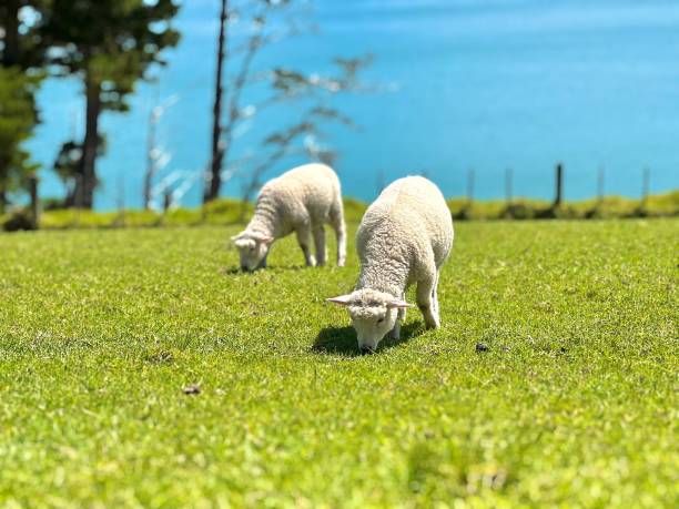 corderos de nueva zelanda - livestock rural scene newborn animal ewe fotografías e imágenes de stock
