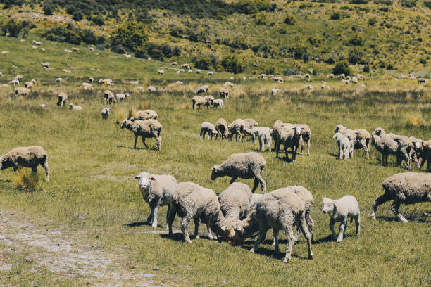 istock A flock of sheep 1346651773