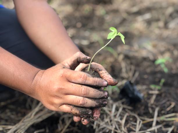 istock Planting tomato seeds 1346652689