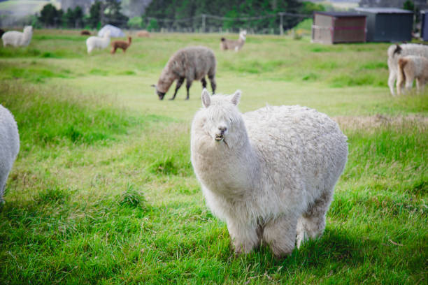 istock Vicugna Pacos / Alpaca in farm 1346652824