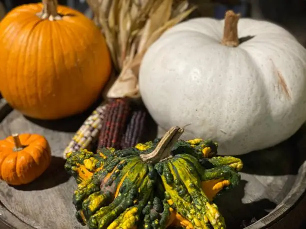 Still picture of fall pumpkins, gourds and corn on a rustic barrel