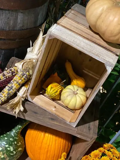 Still picture of fall pumpkins, gourds and corn on a rustic barrel