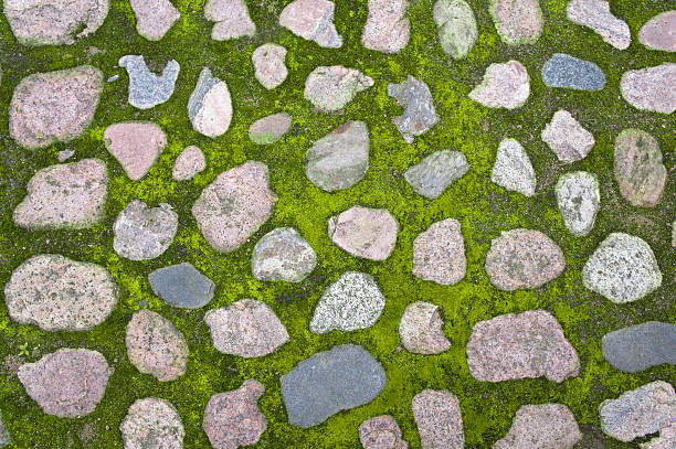 Moss growing between cobblestones stock photo