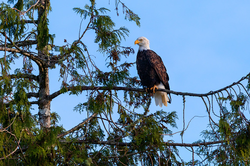 This bald eagle is perched in a cottonwood tree on a chilly afternoon in Alaska.