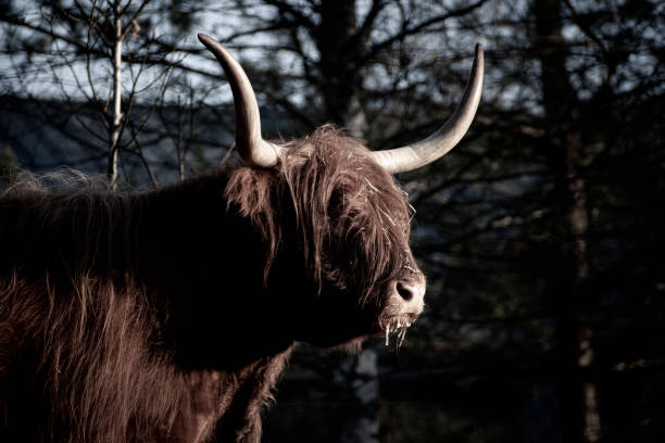 istock Creative portrait of a highland cow 1346657376