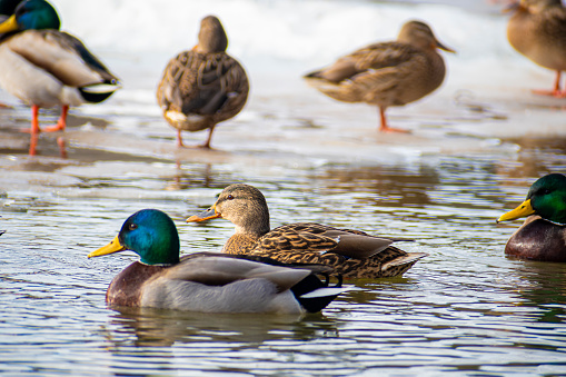 Duck family in a river. Colorful male drake and brown subtle female swimming in cold dark water of Neris. Selective focus on the birds, blurred background.