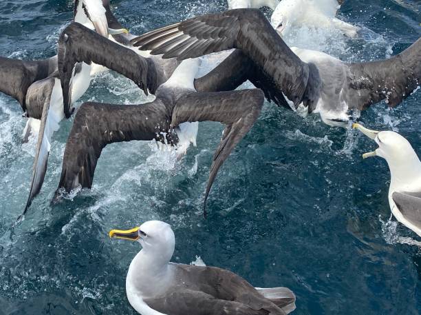 Feeding frenzy Albatross mollymawk photos stock pictures, royalty-free photos & images