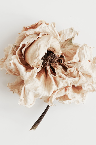dry flower rose close up on white background. macro flower.Minimal floral card. interior poster