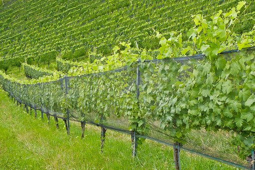 To protect the grapes from hail, sun, insects, birds and game, the vines are covered with nets.