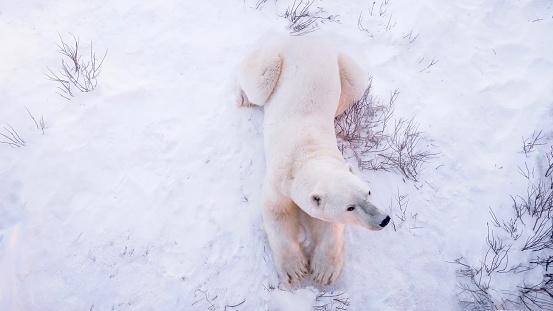 Overhead view of an adult polar bear lying down in white snow with some vegetation visible, in Churchill, Manitoba.