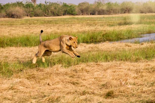 un leone che salta in aria in botswana. - riserva di savuti foto e immagini stock