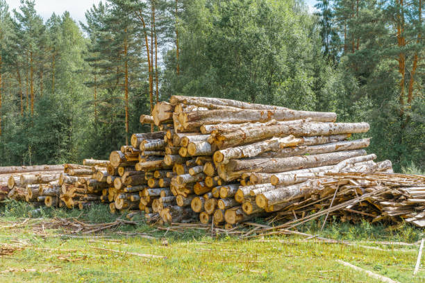 Deforestation, forest destruction. Chopped tree on ground in forest. Pile, stack of many sawn logs of pine trees